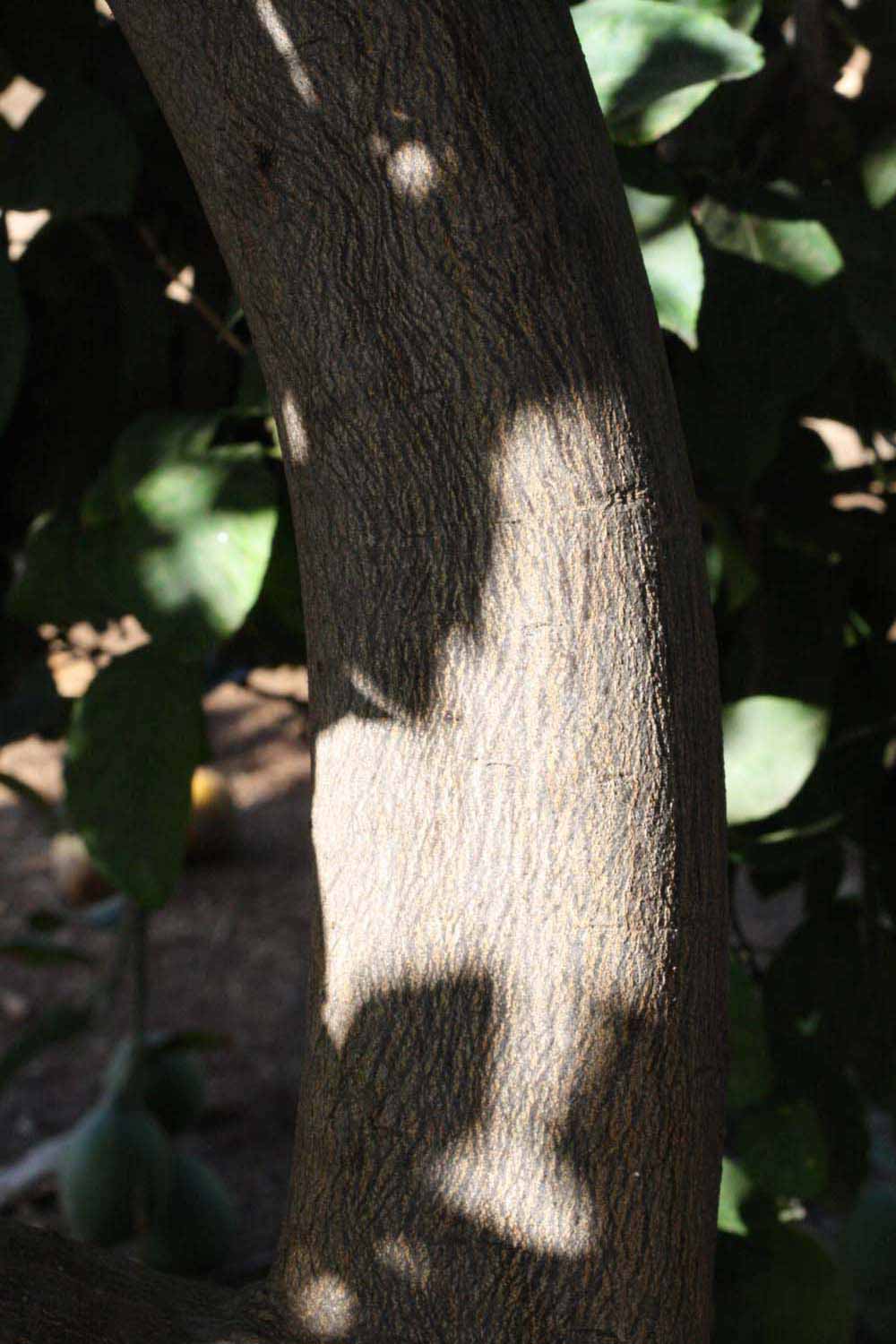            Bark (Riverside, CA)   